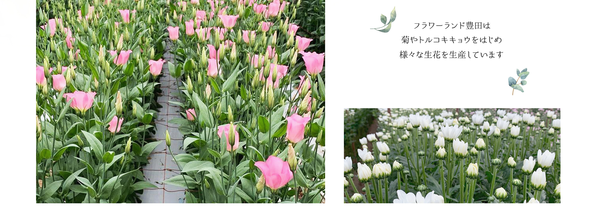 フラワーランド豊田は菊やトルコキキョウをはじめ様々な生花を生産しています